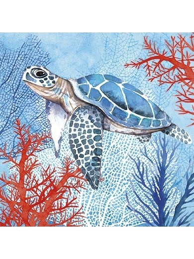 Postkarte - Schildkröte - Carola Pabst - 14x14cm